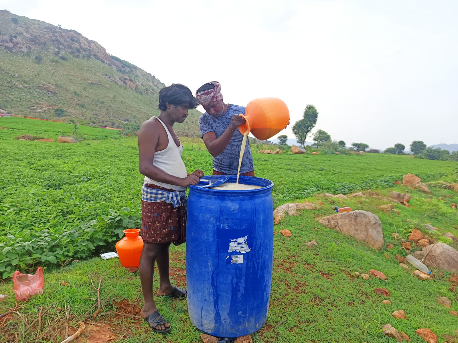 Neem oil spray was applied in the GN crop